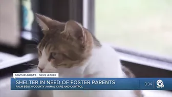 Palm Beach County Animal Care & Control in need of foster parents