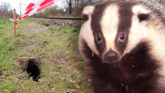 Burrowing Badgers Have Halted Train Travel