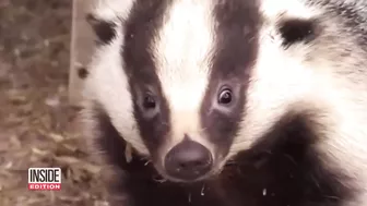 Burrowing Badgers Have Halted Train Travel