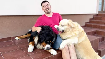 Golden Retriever Protects His Human Dad from Bernese Mountain Dog