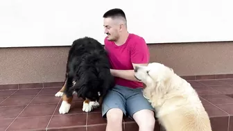 Golden Retriever Protects His Human Dad from Bernese Mountain Dog