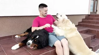 Golden Retriever Protects His Human Dad from Bernese Mountain Dog