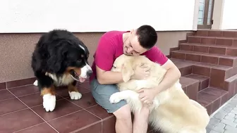 Golden Retriever Protects His Human Dad from Bernese Mountain Dog