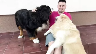 Golden Retriever Protects His Human Dad from Bernese Mountain Dog