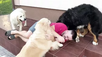 Golden Retriever Protects His Human Dad from Bernese Mountain Dog