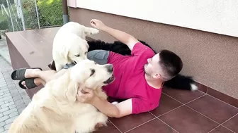 Golden Retriever Protects His Human Dad from Bernese Mountain Dog