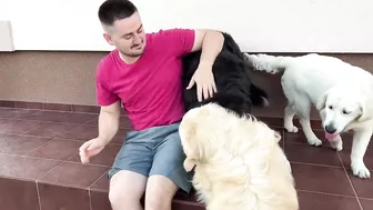 Golden Retriever Protects His Human Dad from Bernese Mountain Dog