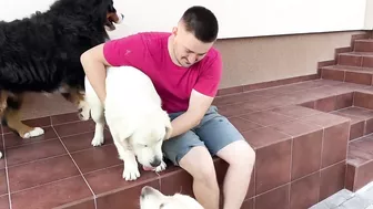 Golden Retriever Protects His Human Dad from Bernese Mountain Dog