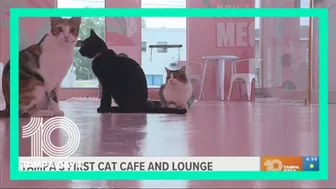 Cats and caffeine: Take a yoga class at Tampa's first cat cafe