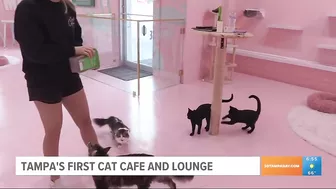 Cats and caffeine: Take a yoga class at Tampa's first cat cafe