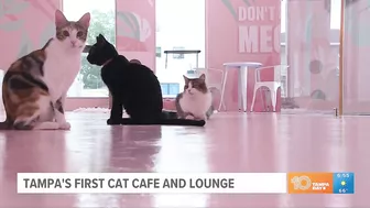 Cats and caffeine: Take a yoga class at Tampa's first cat cafe