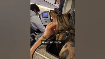 A Compilation of a Cat Flying by Plane