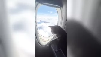 A Compilation of a Cat Flying by Plane