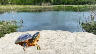 Building the Ultimate Turtle Pond! (Turtle Beach)