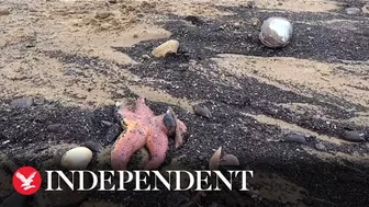 Thousands of starfish and crabs wash up on UK beach in mass die-off