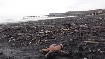 Thousands of starfish and crabs wash up on UK beach in mass die-off