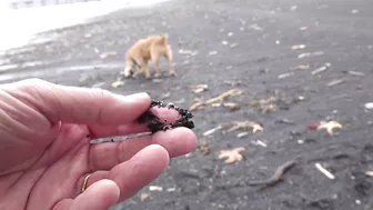 Thousands of starfish and crabs wash up on UK beach in mass die-off