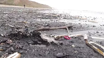 Thousands of starfish and crabs wash up on UK beach in mass die-off