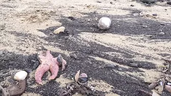 Thousands of starfish and crabs wash up on UK beach in mass die-off