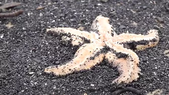 Thousands of starfish and crabs wash up on UK beach in mass die-off