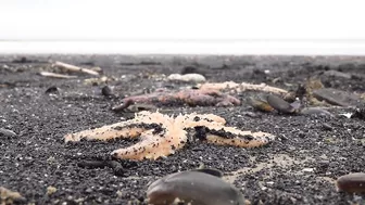 Thousands of starfish and crabs wash up on UK beach in mass die-off