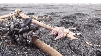 Thousands of starfish and crabs wash up on UK beach in mass die-off