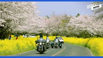 Must go flower paths for your spring travel in S.Korea