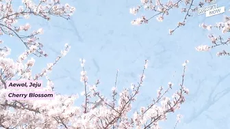 Must go flower paths for your spring travel in S.Korea