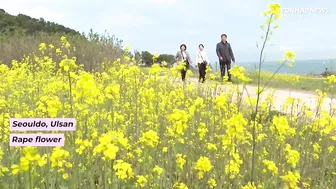 Must go flower paths for your spring travel in S.Korea