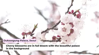 Must go flower paths for your spring travel in S.Korea