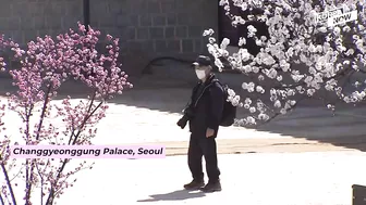 Must go flower paths for your spring travel in S.Korea