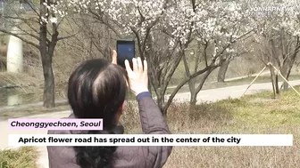 Must go flower paths for your spring travel in S.Korea