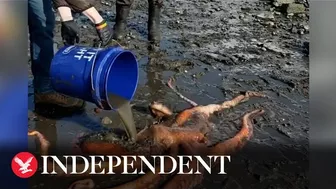 Quick-thinking volunteer saves giant octopus stranded on beach