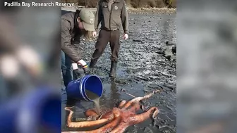 Quick-thinking volunteer saves giant octopus stranded on beach