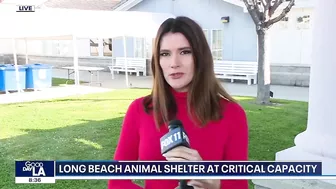 Long Beach animal shelter at critical capacity