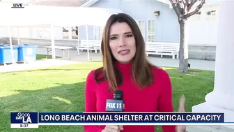 Long Beach animal shelter at critical capacity