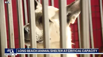 Long Beach animal shelter at critical capacity