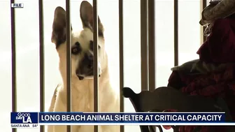 Long Beach animal shelter at critical capacity