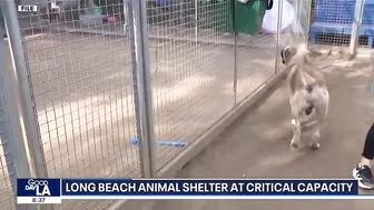 Long Beach animal shelter at critical capacity