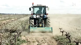 Los campos de Fernando comienzan su particular 'Operación Bikini'