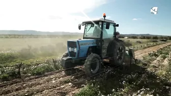 Los campos de Fernando comienzan su particular 'Operación Bikini'