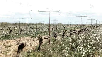 Los campos de Fernando comienzan su particular 'Operación Bikini'