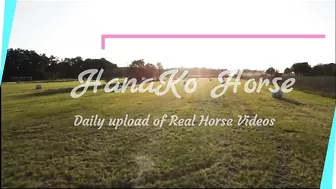 Horse training to ride with flexible situation - HanaKo Horse®