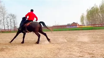 Horse training to ride with flexible situation - HanaKo Horse®