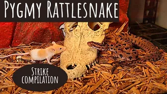 Venomous Pygmy Rattlesnake Strike Compilation: Comment Favorite Below!