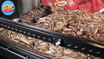 Venomous Pygmy Rattlesnake Strike Compilation: Comment Favorite Below!