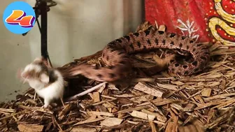 Venomous Pygmy Rattlesnake Strike Compilation: Comment Favorite Below!