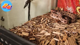 Venomous Pygmy Rattlesnake Strike Compilation: Comment Favorite Below!