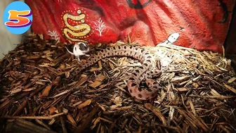 Venomous Pygmy Rattlesnake Strike Compilation: Comment Favorite Below!