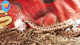 Venomous Pygmy Rattlesnake Strike Compilation: Comment Favorite Below!